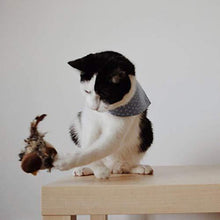 Last inn bildet i Galleri-visningsprogrammet, Berøring og lyd katteleke