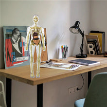 Last inn bildet i Galleri-visningsprogrammet, 3D menneskekropps torsomodell for Kid Anatomy Model Skjelett