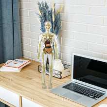 Last inn bildet i Galleri-visningsprogrammet, 3D menneskekropps torsomodell for Kid Anatomy Model Skjelett