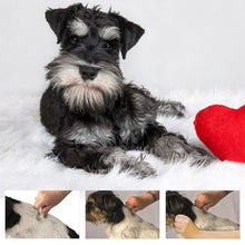 Last inn bildet i Galleri-visningsprogrammet, Kam for fjerning kjæledyrs hår