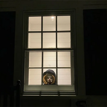 Last inn bildet i Galleri-visningsprogrammet, Skremmende Peeper Creeper