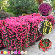 Last inn bildet i Galleri-visningsprogrammet, Violetter Blumenampel der Simulation