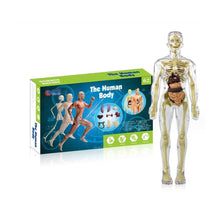 Last inn bildet i Galleri-visningsprogrammet, 3D menneskekropps torsomodell for Kid Anatomy Model Skjelett
