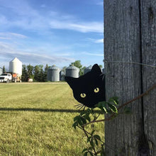 Last inn bildet i Galleri-visningsprogrammet, Rude Cat langfinger prank
