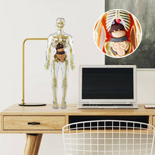 Last inn bildet i Galleri-visningsprogrammet, 3D menneskekropps torsomodell for Kid Anatomy Model Skjelett
