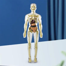 Last inn bildet i Galleri-visningsprogrammet, 3D menneskekropps torsomodell for Kid Anatomy Model Skjelett
