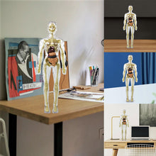 Last inn bildet i Galleri-visningsprogrammet, 3D menneskekropps torsomodell for Kid Anatomy Model Skjelett
