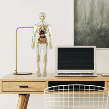 Last inn bildet i Galleri-visningsprogrammet, 3D menneskekropps torsomodell for Kid Anatomy Model Skjelett
