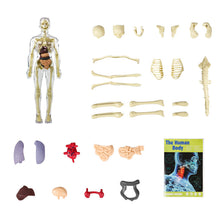 Last inn bildet i Galleri-visningsprogrammet, 3D menneskekropps torsomodell for Kid Anatomy Model Skjelett
