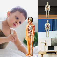 Last inn bildet i Galleri-visningsprogrammet, 3D menneskekropps torsomodell for Kid Anatomy Model Skjelett
